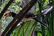 Hornbill by Asienreisender